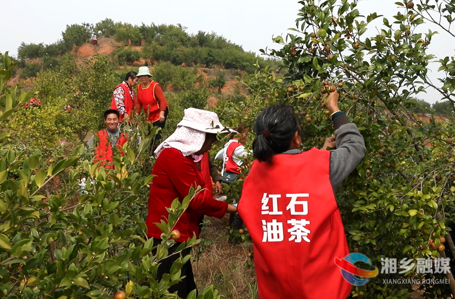 金薮乡漫山飘香结“金果”！2万亩油茶迎丰收