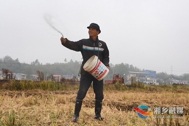 【“湘”村振兴】 湘乡：秋播7.5万亩紫云英 来年田肥稻更香