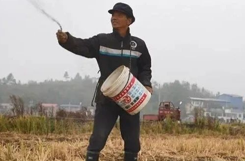 秋播7.5万亩！神奇绿肥助湘乡来年田肥稻更香