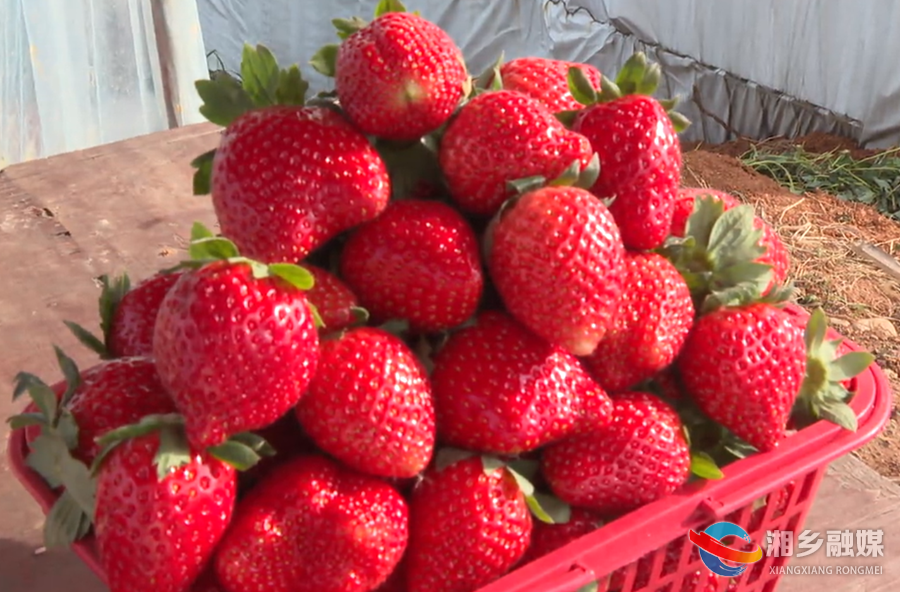 草莓抢“鲜”上市 尽享初冬“莓”好滋味