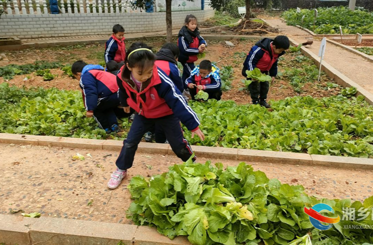 [教育局]感受丰收喜悦 东方红学校开展农业实践活动