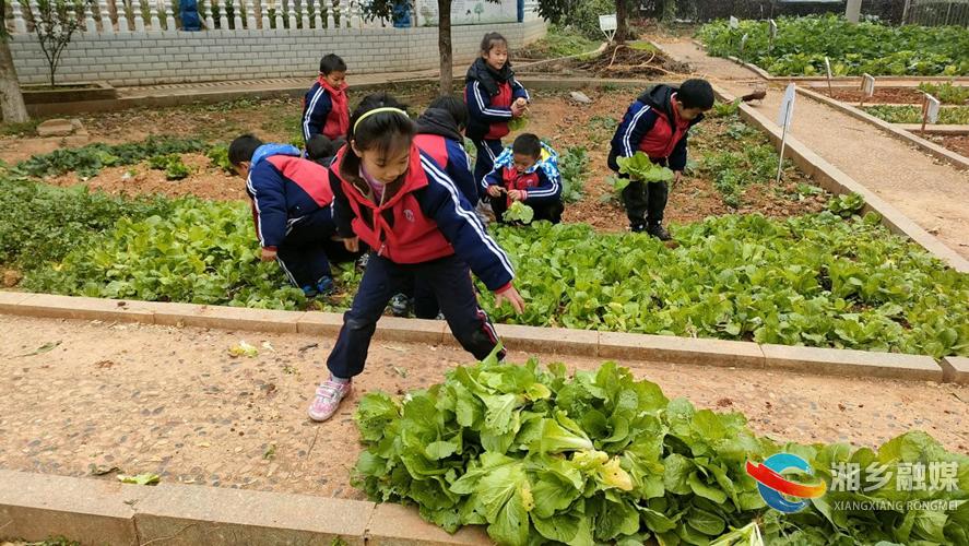 [教育局]感受丰收喜悦 东方红学校开展农业实践活动