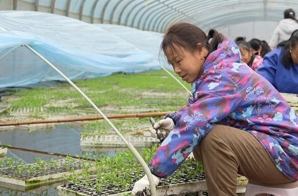看！泉塘镇这个智能大棚很有科技范儿