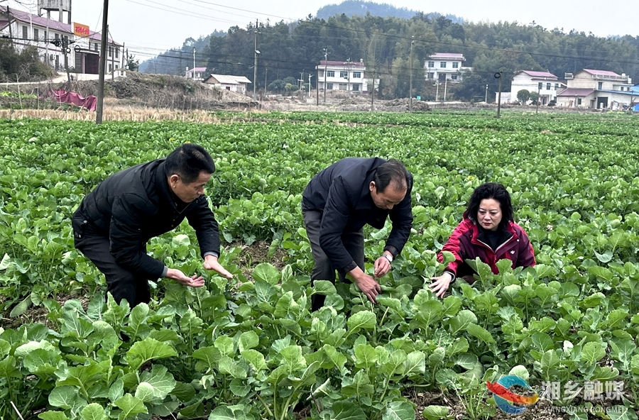 【湘恋英才 携手乡依·优秀专家】刘勇：躬耕实践的“农技尖兵”