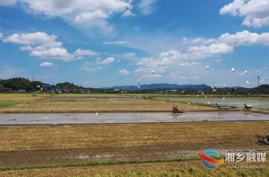 【我们这些年】湘乡：严守耕地红线 让“良田”回归“粮田”