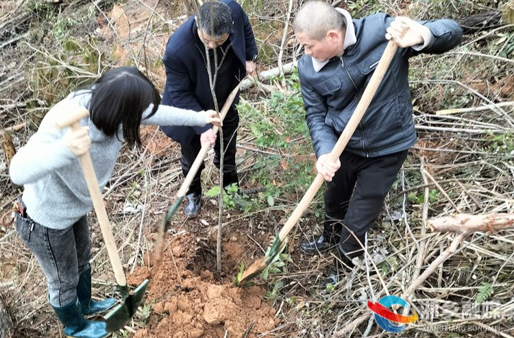 我爱湘乡我的家|[栗山镇]干群共建聚合力 义务植树添新绿