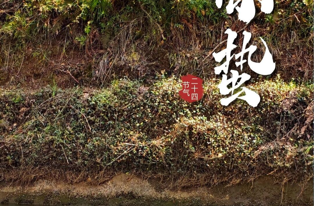 今日惊蛰 | 微雨众卉新，一雷惊蛰始