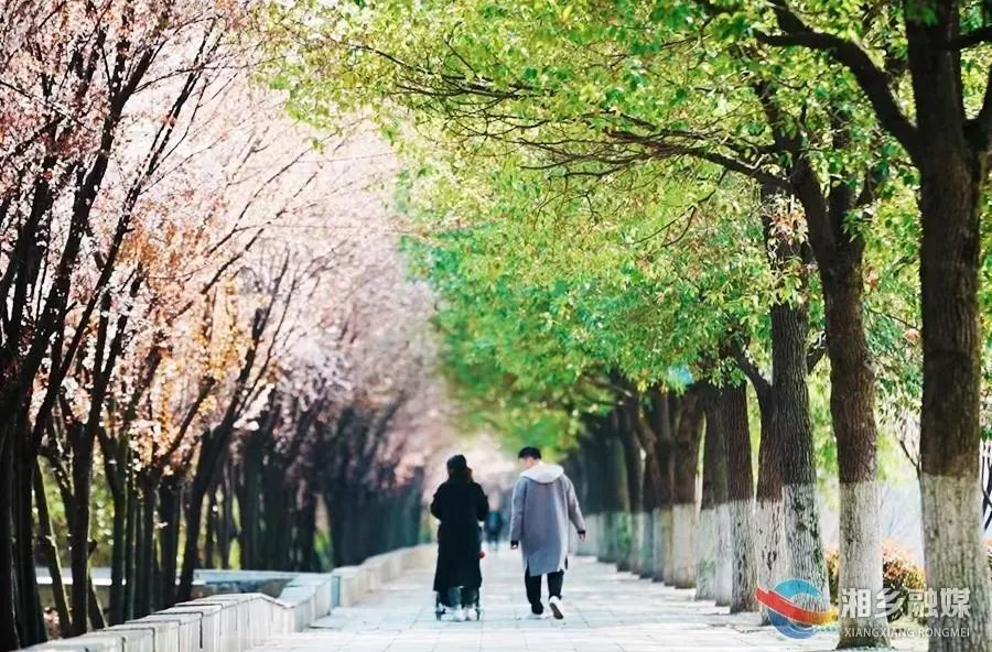 龙城花开春意浓 踏青赏景正当时