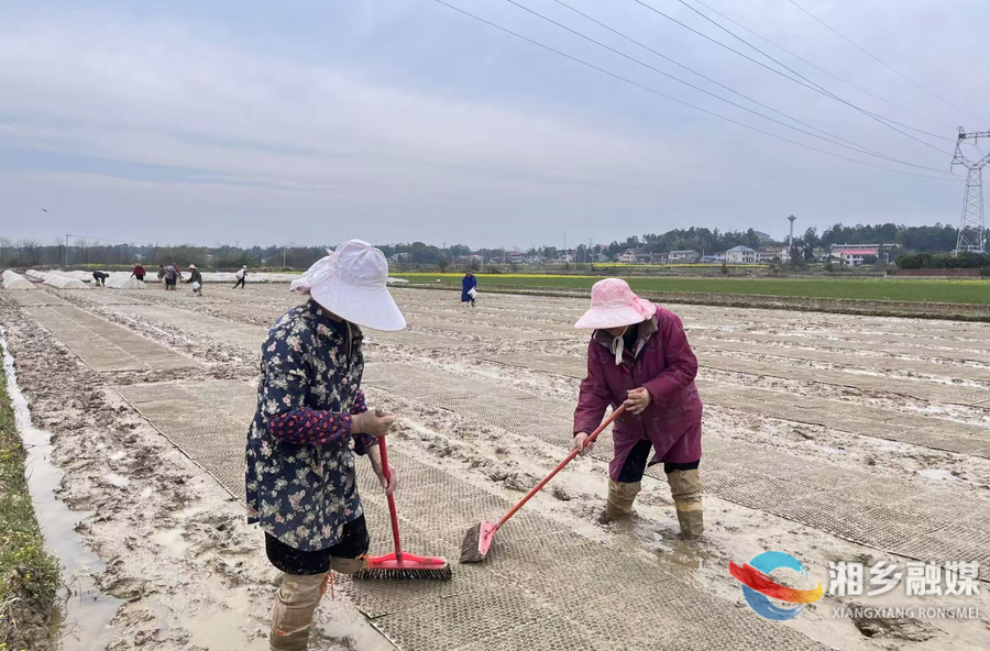 不负春光好时节！泉塘镇育秧备耕忙