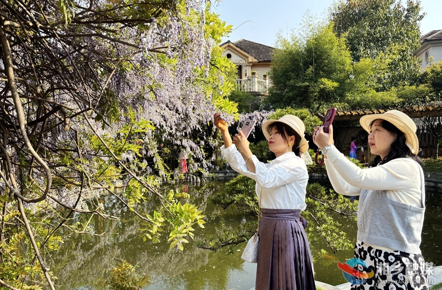 【龙城春色】非遗美食邂逅春日紫藤花海