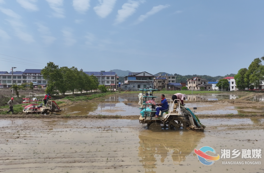 春好正是耕种时！湘乡40万亩早稻插秧全面展开