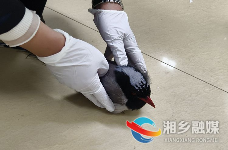 [林业局]救助红嘴蓝鹊 诠释“爱鸟周”真谛