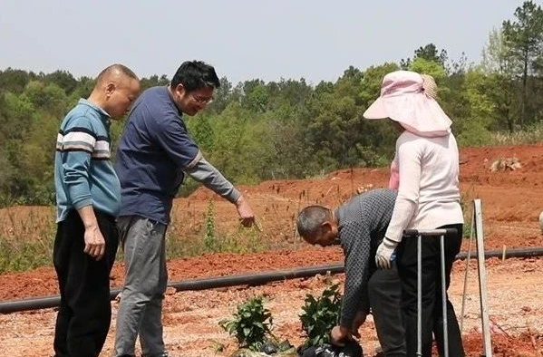 “一年成园”技术赋能湘乡茶产业升级