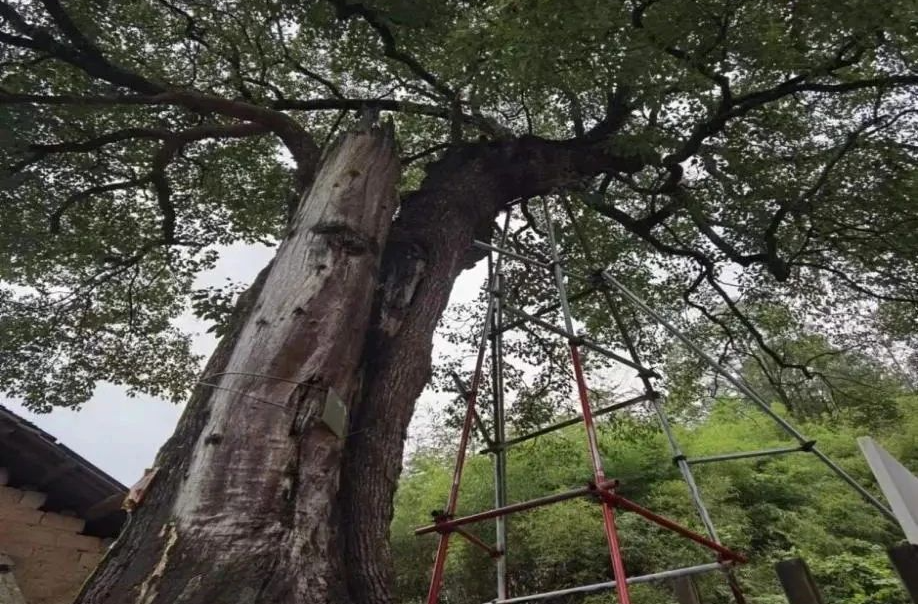 湘乡竟有这么多位500岁+的“历史见证者”！快来看看