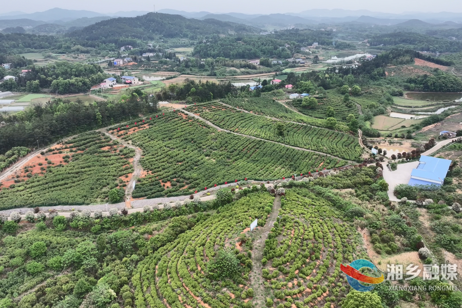 【春好正是耕种时】湘乡：谷雨茶香溢 产业助振兴