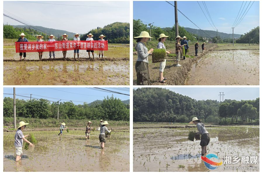【我爱湘乡我的家】[东山街道]“田间课堂”墩苗壮骨 劳动实践淬炼成长