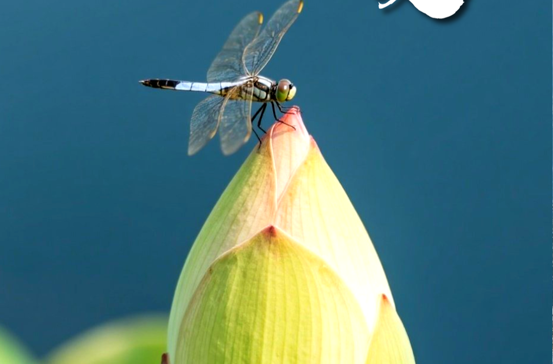 今日立夏 | 立夏之约 共赴美好