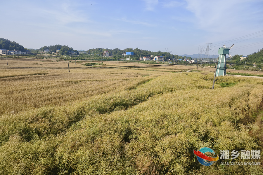 湘乡：22余万亩油菜喜迎丰收 机械化助力高效收割