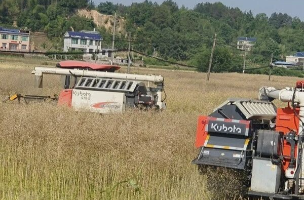 “花香”变“油香”！湘乡22余万亩油菜喜迎丰收