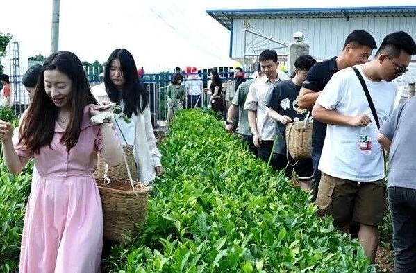 茶香四溢 湘乡这场联谊活动好浪漫！