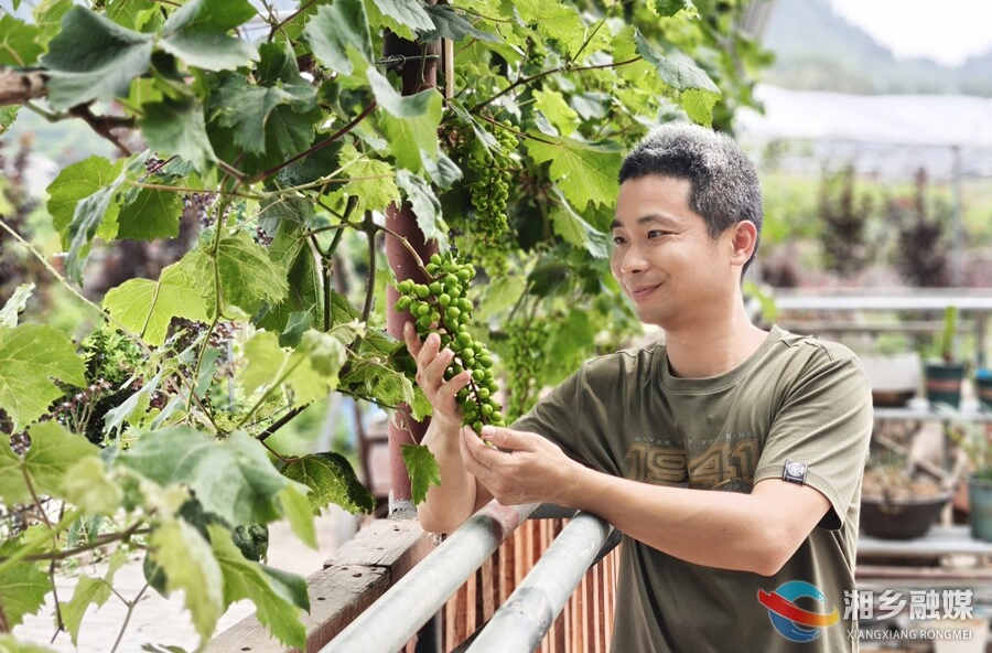 【寻找新农人】谢甜：“解锁”葡萄种植新技术