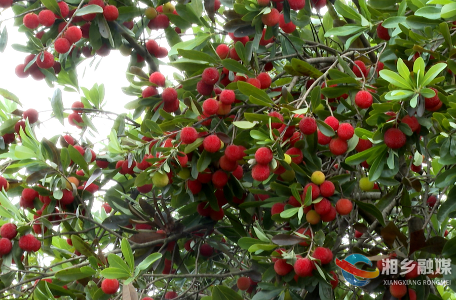 红果满枝迎客来 快来湘乡这里共赴夏日“梅”好之约