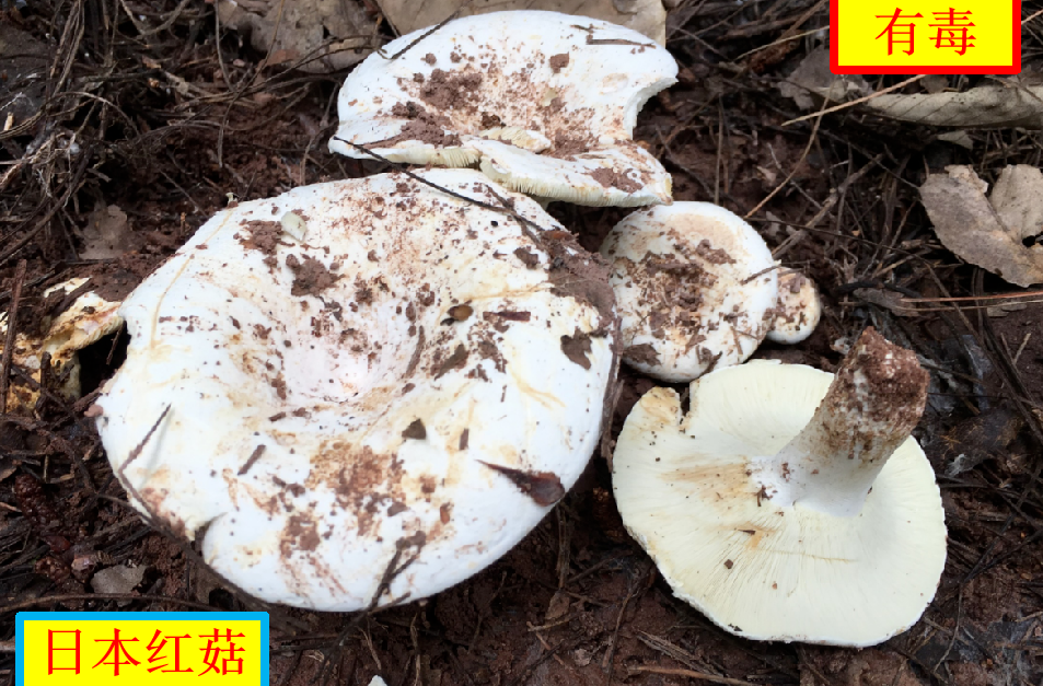 湘潭市疾控中心发布健康提醒：毒蘑菇高发季来临，谨防中毒