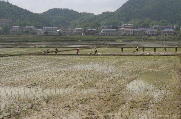产业兴乡风美 翻江镇洪门村融合发展谱新篇