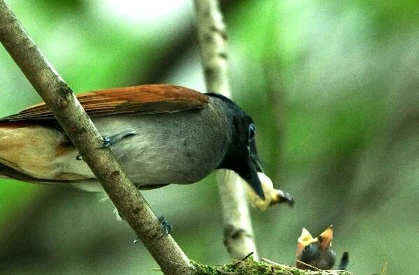 湘乡二中迎来“稀客” 濒危寿带鸟筑巢育雏