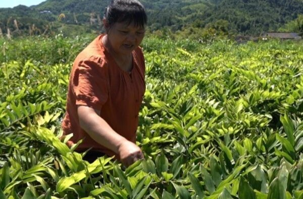 【党旗映初心·行动践忠诚】李艾英：三十载不忘初心 带领乡亲奔富路