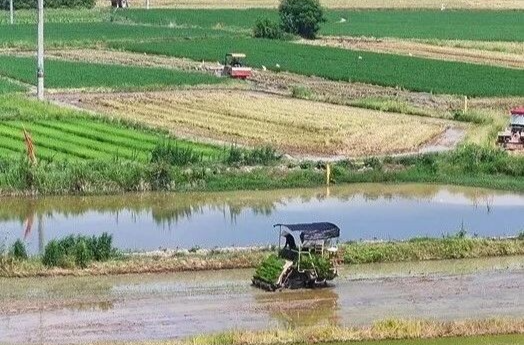 “双抢”正当时！湘乡各地奏响丰收曲