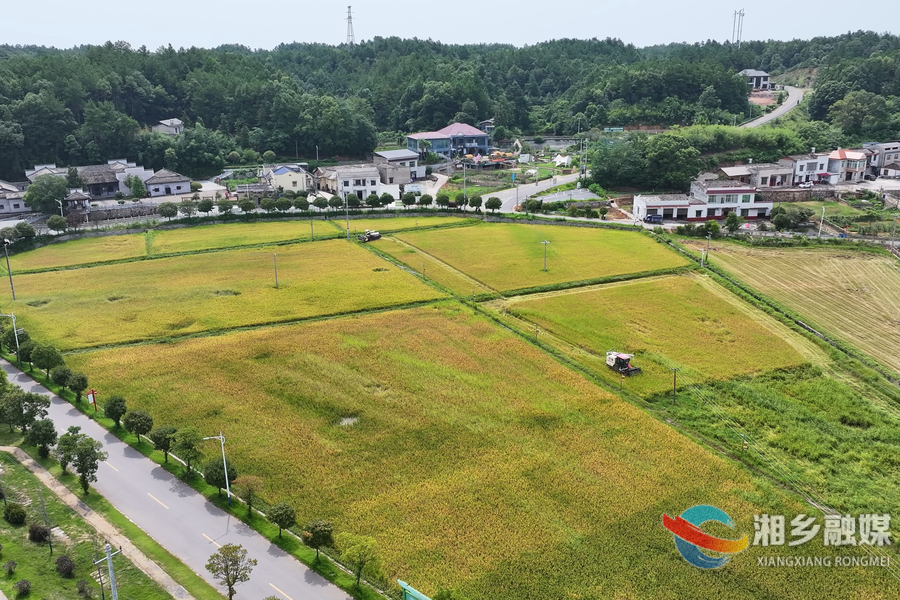 【三夏好“丰”景】龙洞镇：万亩早稻丰收 社会化服务助力降本增效