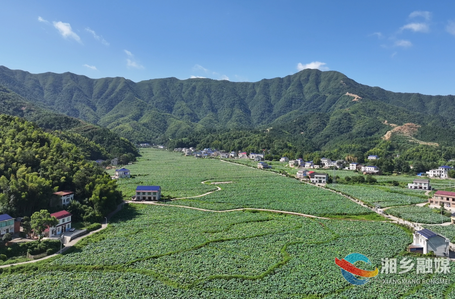 栗山镇荆泉村以“荷”为媒 “莲”通致富路
