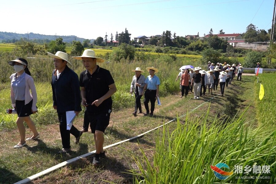 “田间观摩+课堂授课”  湘乡市优质水稻新品种展示示范现场观摩会举行