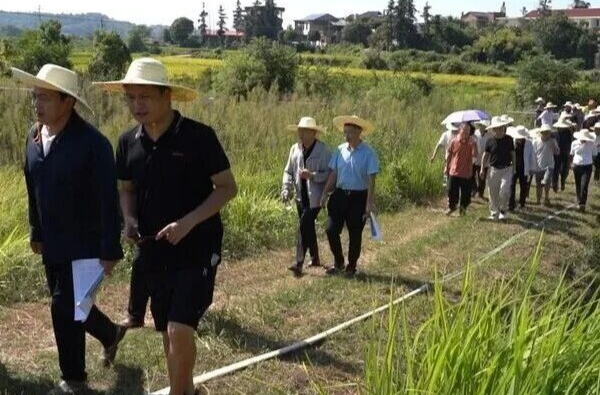 干货满满！ 湘乡这场观摩会俘获种植户“芳心”