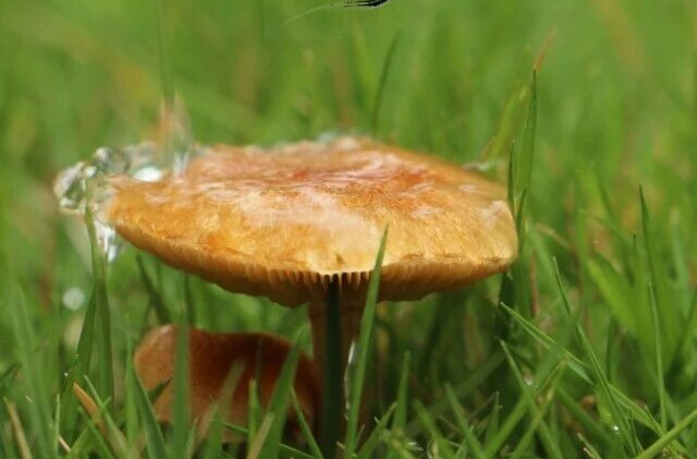 今日寒露：寒露凝秋色，心暖自生光