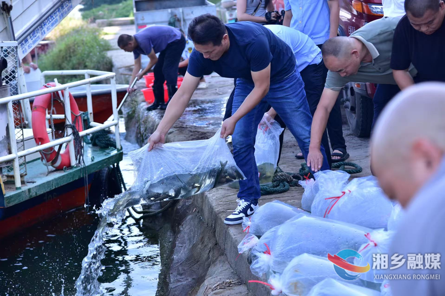 涟水“添丁”！湘乡增殖放流“五大家鱼”80万尾