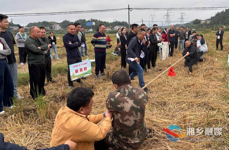 田间奏响欢乐颂！金石镇农事劳动竞赛趣味超“农”