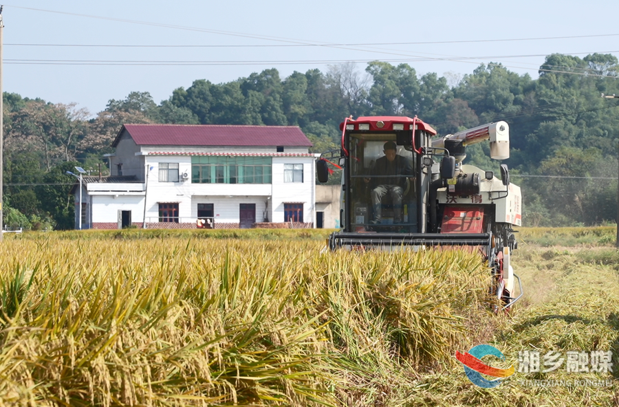 湘乡：稻浪滚滚绘丰年 示范区亩产突破650公斤
