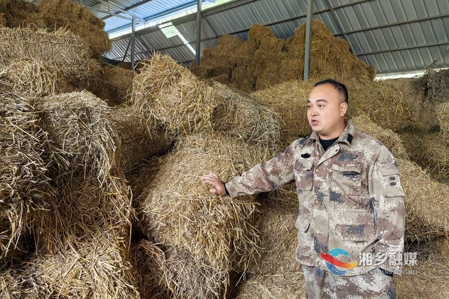 湘乡：秸秆 “废料” 变 “饲料”  美了环境肥了牛羊