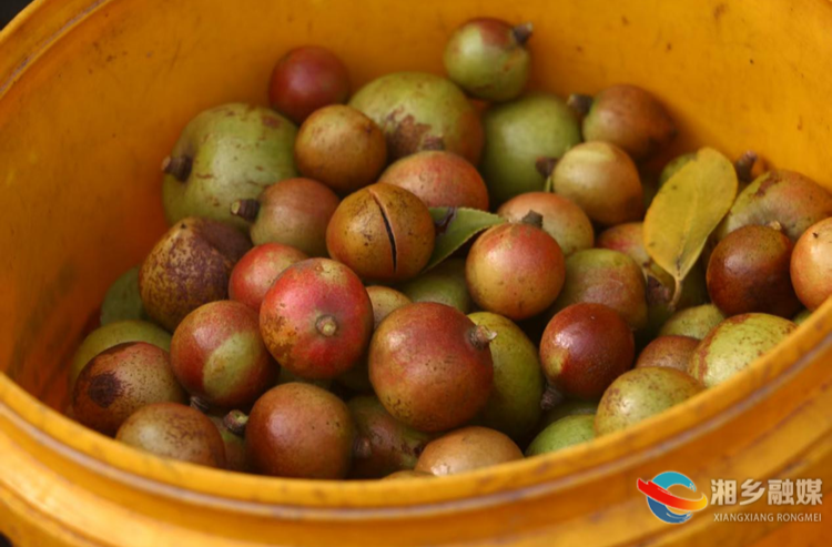 [金薮乡]万亩油茶林迎来丰收季