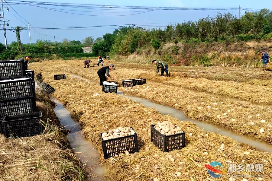 【“湘”村振兴】秸秆生“金菇”