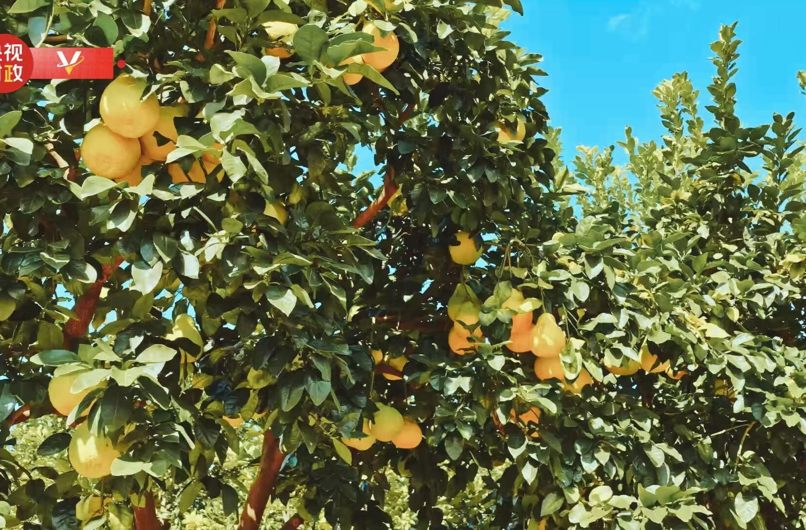 习近平广东行丨富民兴村“柚”产业——走进南福金柚种植基地