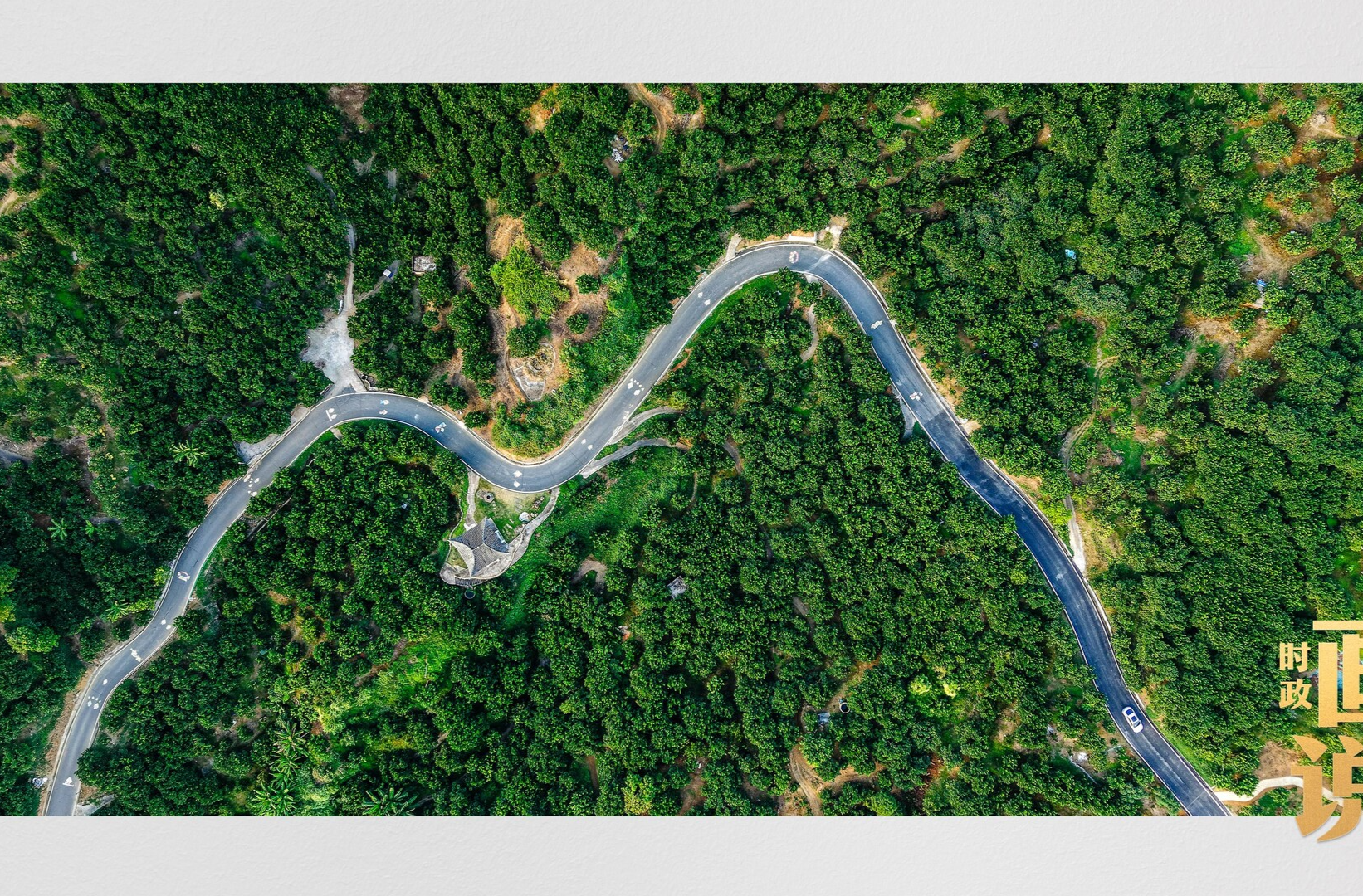 时政画说丨柚见丰年