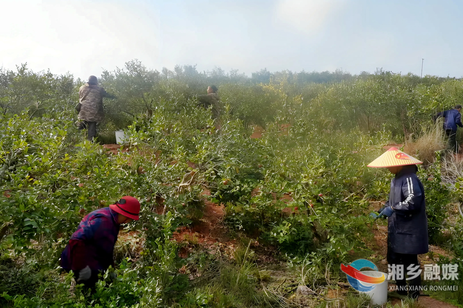 【发展“两茶两羊” 推进乡村振兴】“金果”压枝头 油茶获丰收