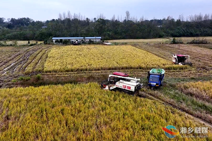 迎战寒潮！湘乡打响晚稻抢收“保卫战”