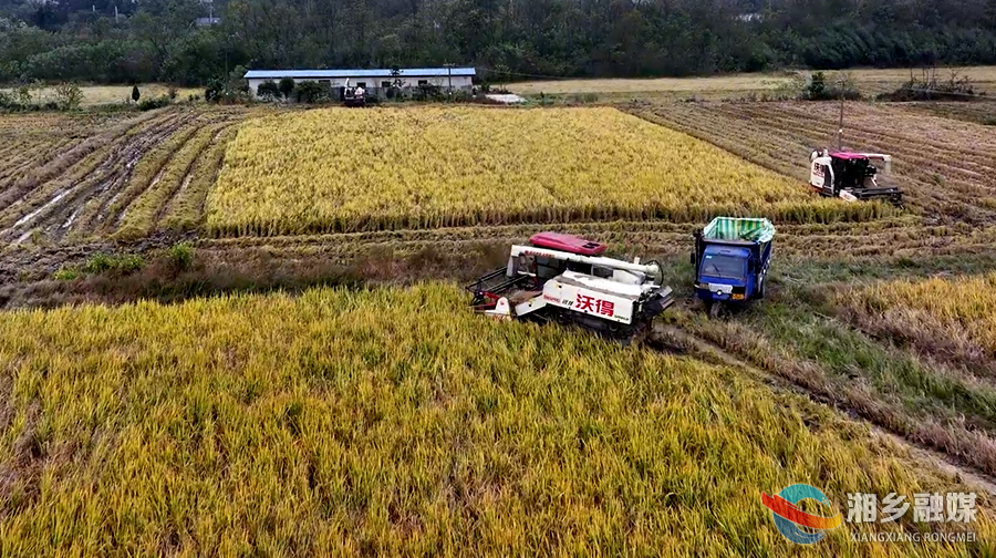 迎战寒潮！湘乡打响晚稻抢收“保卫战”
