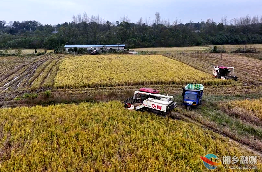 迎战寒潮！湘乡打响晚稻抢收“保卫战”