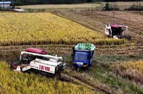 迎战寒潮！湘乡打响晚稻抢收“保卫战”