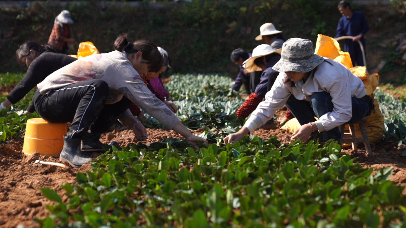 【发展“两茶两羊” 推进乡村振兴】清溪村：移民村的“黄金苗”孕育新希望